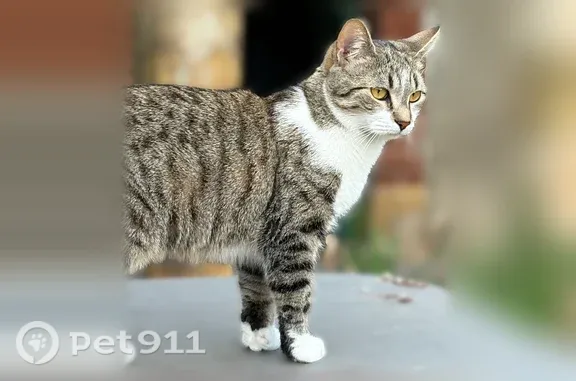 Chat perdu, Impasse des Lions, Fumel - femelle, un peu peureuse - photo