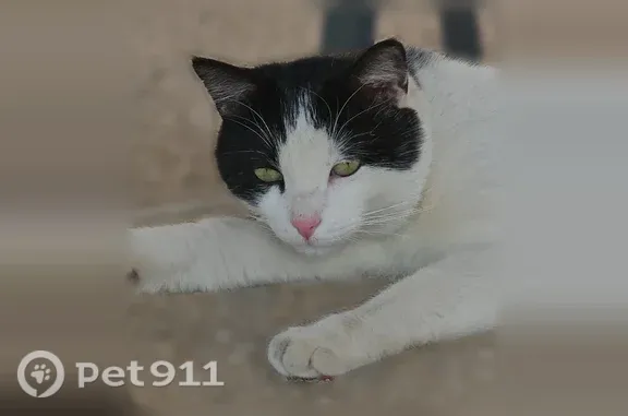Animaux perdus et trouvés Bourg-en-Bresse, photo: Chat perdu mâle, Rue Auguste Perrodin, 6, Bourg-en-Bresse - yeux verts, pelage blanc et noir