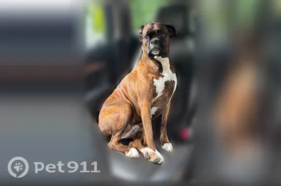 Lost dog, Main Street, 108, Lakeville, Arlington - female brindle boxer with pink collar - photo
