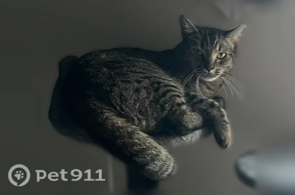 Lost cat, Pendleton Street, 1674, Deltona — male, brown tabby, microchipped - photo