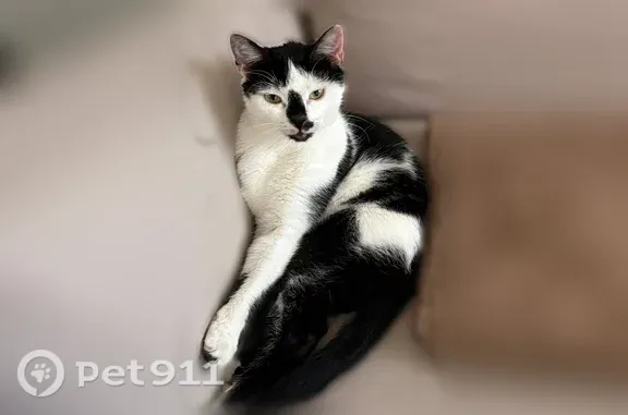 Animaux perdus Montigny-lès-Cormeilles, photo: Chat perdu mâle, Place François Couperin, 7, Montigny-lès-Cormeilles - noir et blanc, yeux verts
