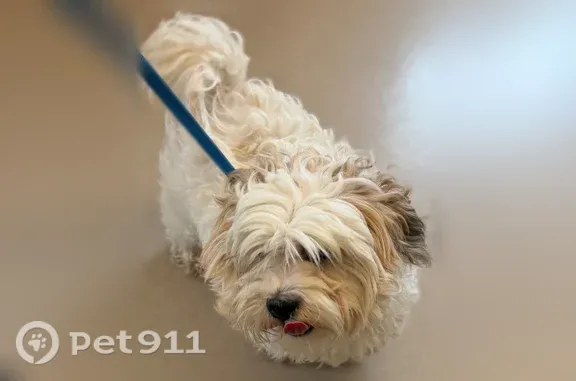 Found pets Troy, photo: Found dog, Oak Park, Michigan, Troy - male, friendly, neutered, with chip