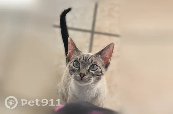 Chat perdu, Rue Daumesnil, 4, Auch, Toulouse - femelle, avec collier rouge - photo