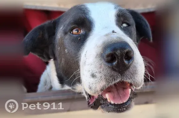 Lost dog, West Palmdale Boulevard, 845, Palmdale - female, one blue eye and a stubby tail - photo