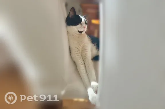 Chat perdu, femelle, rue Maurice Pruniaux, Bagneux - noire et blanche, pucée - photo