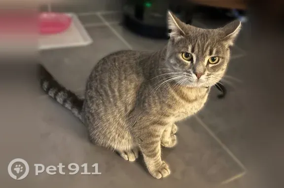 Animaux perdus et trouvés Saint-Georges-sur-Baulche, photo: Perdu chat femelle, Rue de Lindry, 770, Saint-Georges-sur-Baulche — grise et beige, pucée