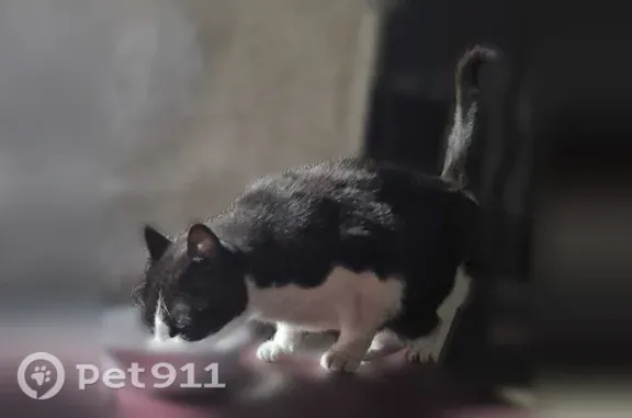Animaux perdus et trouvés Paris, photo: Chat trouvé, Rue Magenta, 29, Pantin, Paris