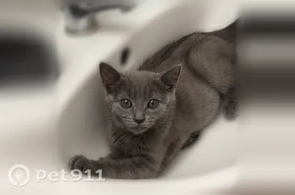 Animaux perdus et trouvés Châtellerault, photo: Chat perdu mâle, Rue Urbain Grandier, 115, Châtellerault - yeux gris