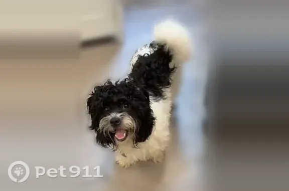 Lost pets Jersey City, photo: Lost dog, Arlington Avenue, 216, Jersey City - male Havanese