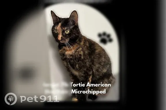 Lost cat, Brooklyn Park, Maryland, Leesburg - shy tortoiseshell female with orange face marking - photo