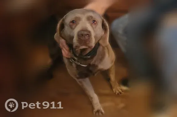 Missing dog Chicago, photo: Lost dog, Gummer Avenue, 1648, Dayton, Chicago - old gray male, friendly
