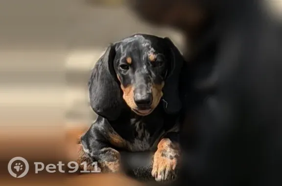 Lost dog, Balfore Street, 2908, Riverside, Oceanside - photo