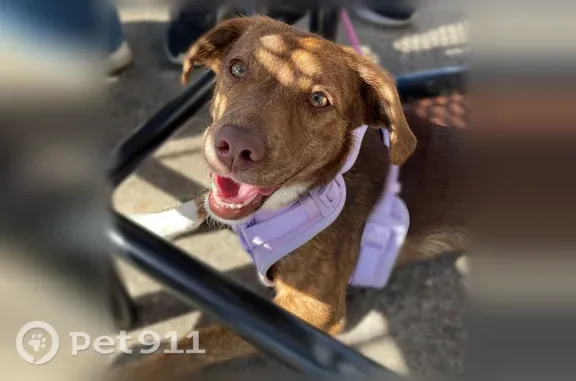 Missing dog Evansville, photo: Lost dog, North Red Bank Road, 115, Evansville - purple harness, responds to Benelli and Benny