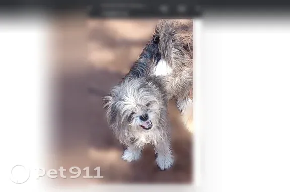 Missing dog Snowflake, photo: Lost dog, Sorrel Road, Arizona, Snowflake - small chihuahua mix with tags