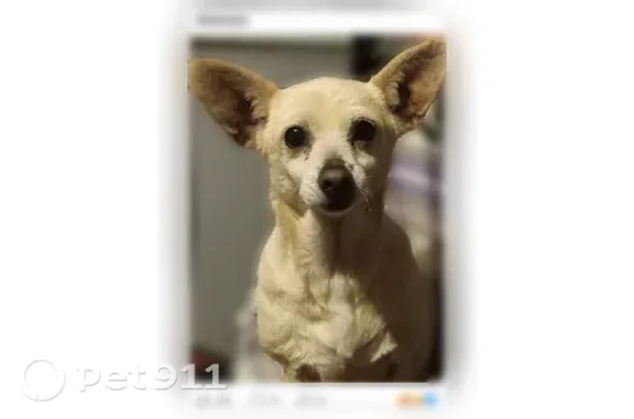 Lost dog, Coconut Drive, 92-2025, Ocean View - female Chihuahua, 11 years old - photo