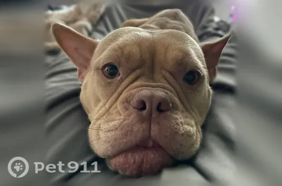 Lost dog, Phoenix - photo