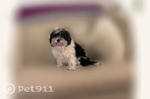 Lost dog, Hickory Road, Holly Springs, Canton - black and white - photo