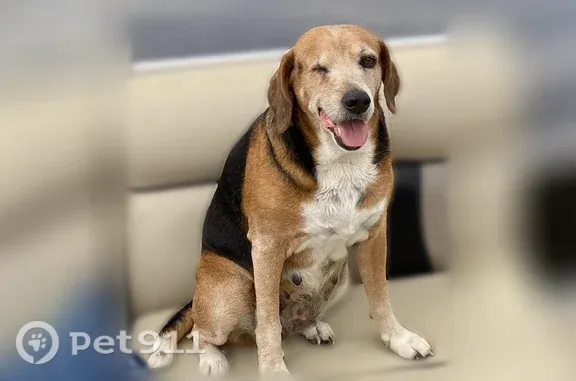 Lost dog, Palestine Road, 436, Coldwater — older female beagle with patches - photo
