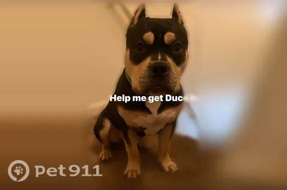 Missing dog Denver, photo: Lost dog, 29th Street, 1121, Arvada — friendly, gentle