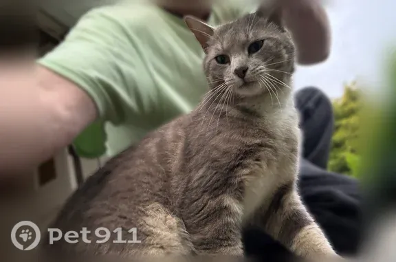 Lost cat, Newark Road, 1928, Lincoln University — male, friendly - photo