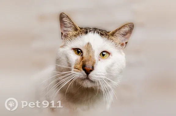 Lost cat, Lake Street, 87, Bridgeton - male, striped tail with white tip - photo