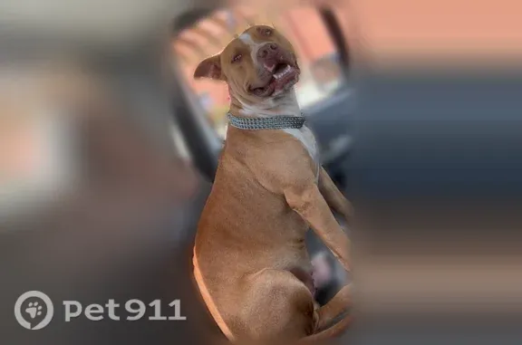Lost dog, Landmark Drive, 3713, Lake Norman of Catawba — very friendly, red coat - photo