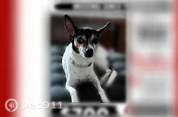 Missing dog San Juan, photo: Lost dog, Freestone Street, 105, San Juan - small rat terrier Chloe