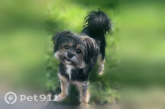 Missing dog Arlington, photo: Lost dog, Melda Lane, 4106, Louisville, Arlington - female, black body, brown paws