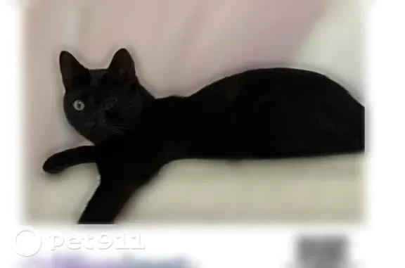 Lost cat, Smith Avenue, 27, Bay Shore - black cat with dark green eyes - photo