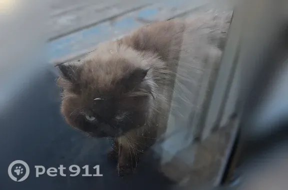 Found pets Spokane Valley, photo: Found cat, South Pierce Road, Spokane Valley — fluffy gray long hair, black face
