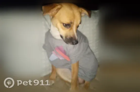 Lost dog, Poyen, Arkansas — female, one blue eye and one brown eye - photo
