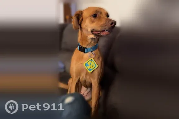 Looks like Scooby doo