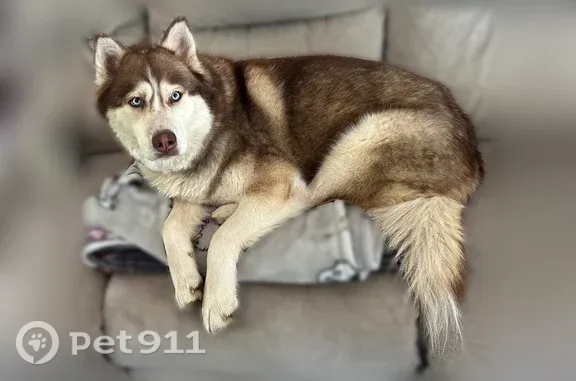 Lost dog, Wiggins Lane, Kings Mountain - female, blue eyes - photo