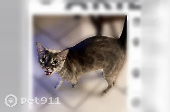 Lost cat, South Clear Creek Road, 3902, Killeen — friendly, gray spotted fur - photo