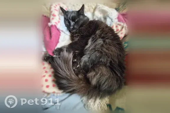 Lost cat, Southeast Johnston Drive, 16738, Portland - female, black long-haired - photo