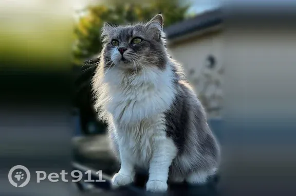 Perdu chat femelle, Avenue Adolphe Leroy, 350, Merlimont - chatte craintive et pucée - photo