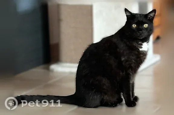 Chat perdu mâle, Route de Marcillac, 8, Étauliers - noir avec tache blanche au cou - photo