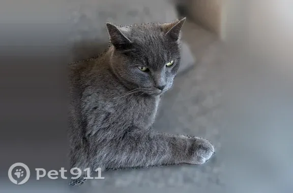 Chat perdu mâle, Arveyres, Montlhéry - tatoué sur l’oreille JDG 810 - photo