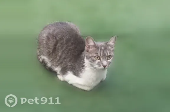 Animaux perdus Saint-Denis, photo: Chat disparu Fille, Saint-Denis (fl599036)