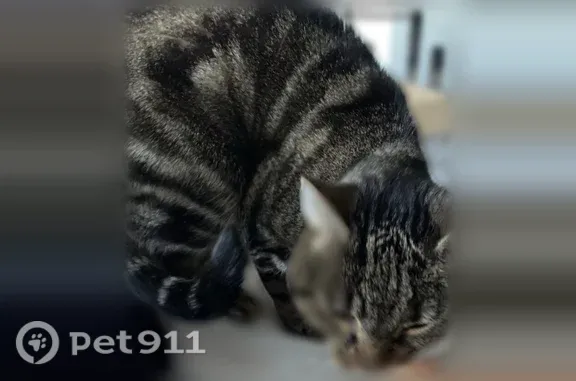 Chat disparu Garçon, Paris (fl599038) - photo