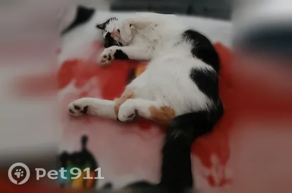 Chat disparu Fille, Saint-Vivien-de-Médoc (fl599039) - photo