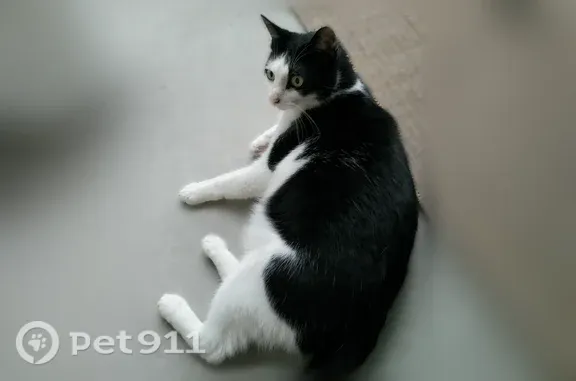 Chat perdu, Avenue du Maréchal Juin, Pessac - femelle, petit, noir et blanc - photo