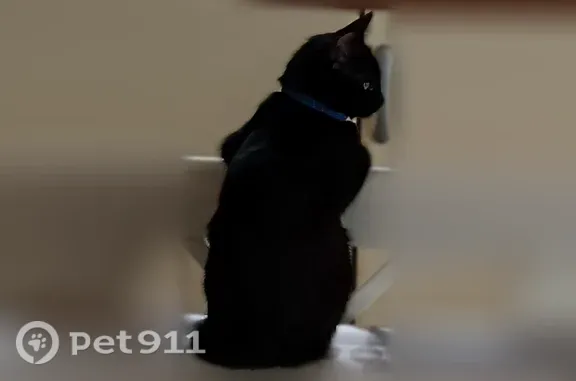 Chat perdu, Route des Plantes, 333, Saint-Léonard, Fécamp - femelle, chatte noire au collier bleu - photo