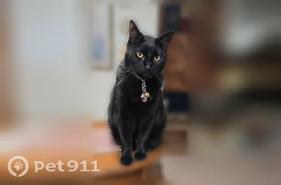 Solid black male domestic shorthair, gold eyes, 15.7 pounds, 8 years old. Red collar with bells and tags. Neutered, front paws declawed. Snuck out the back door Sunday evening.