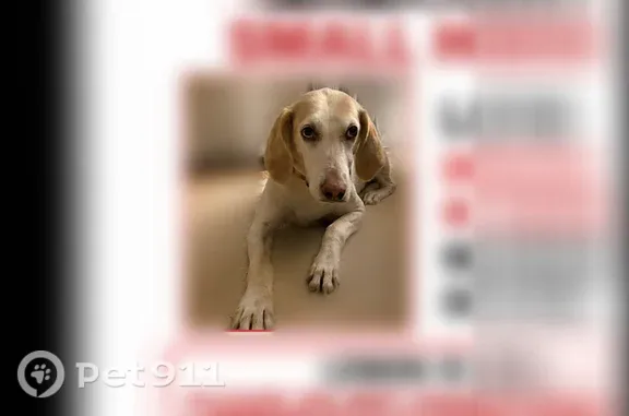 Lost dog, Clark Avenue, 615, Deale, Galesville - female hound mix - photo