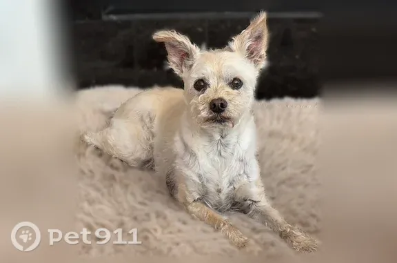 Missing dog Albuquerque, photo: Lost male dog, Albuquerque, New Mexico - light beige westie/schnauzer mix