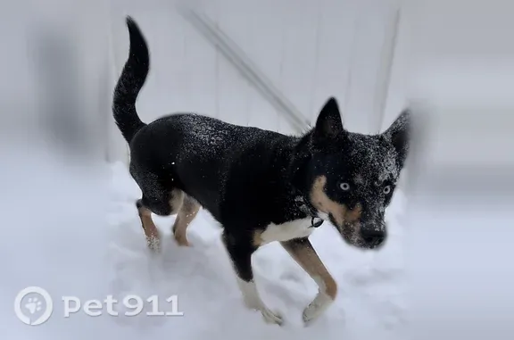 Missing dog Columbus, photo: Lost dog, Waterfall Lane, Columbus — scared of men, pink vest