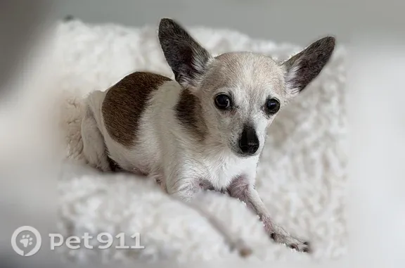 Lost dog, female, North Ashland Avenue, 1501, Chicago - white and brown Chihuahua - photo
