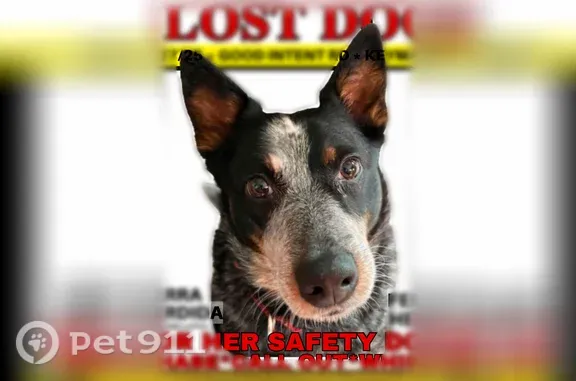 Missing dog Bethel, photo: Lost dog, Good Intent Road, Bethel - Australian Cattle Dog