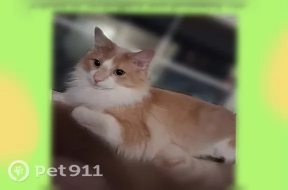 Lost cat, Linda Street, 442, Cedar Springs - super shy, scratch on nose - photo